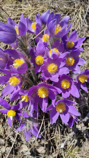 Тур Монголия Цветение