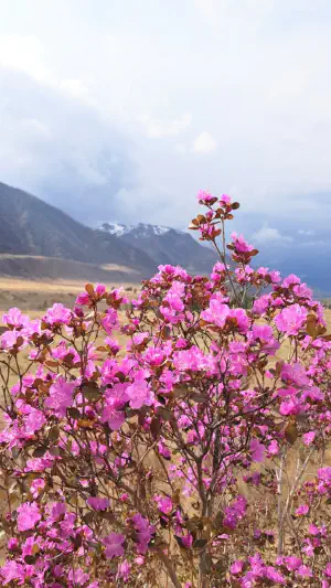 Тур Цветение Маральника